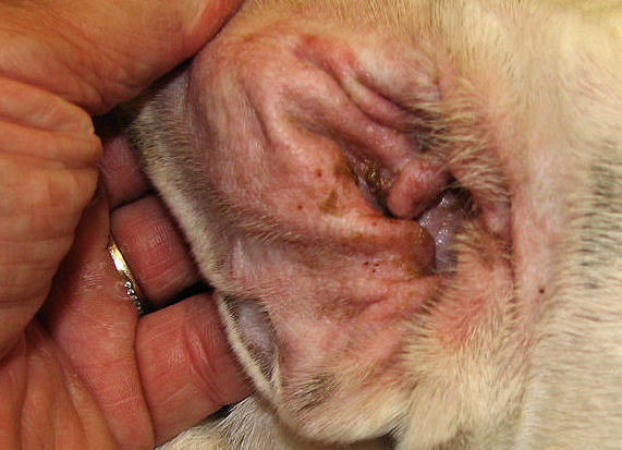 tea-tree-oil-dogs-ears-infection